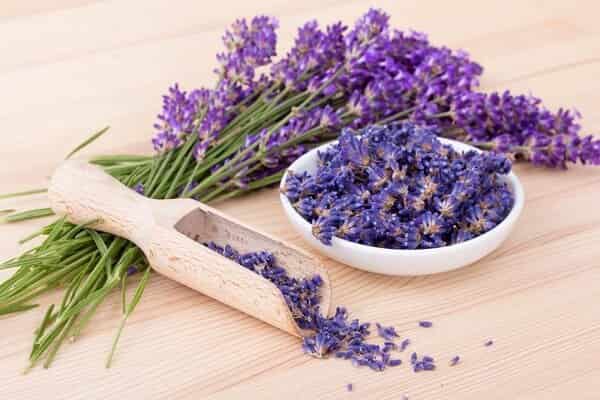 تصویر 1 از فروش اسانس طبیعی اسطوخودوس  + قیمت خرید به صرفه